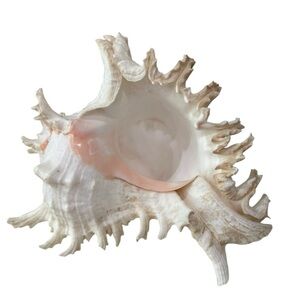 Conch Natural Shell 7 x 7 Spikes Pink Interior Home Decor Nautical  Aquarium